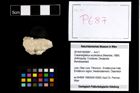 Foto (Objekt + Etikett) von Cracensigillatus acutirostrus (Moericke, 1889)  (NHMW-GEO-2014-0194-0687)